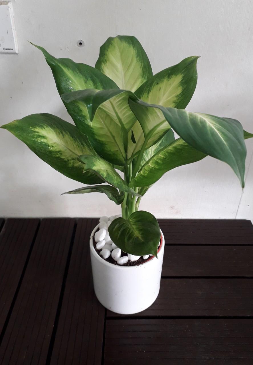 Cây Vạn Niên Thanh - Ảnh 3