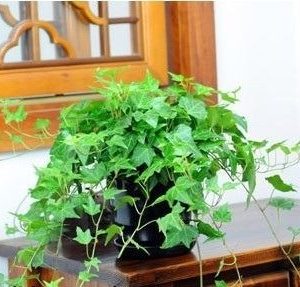 Cây Thường Xuân