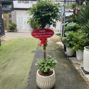 Cây hạnh phúc 2 tầng