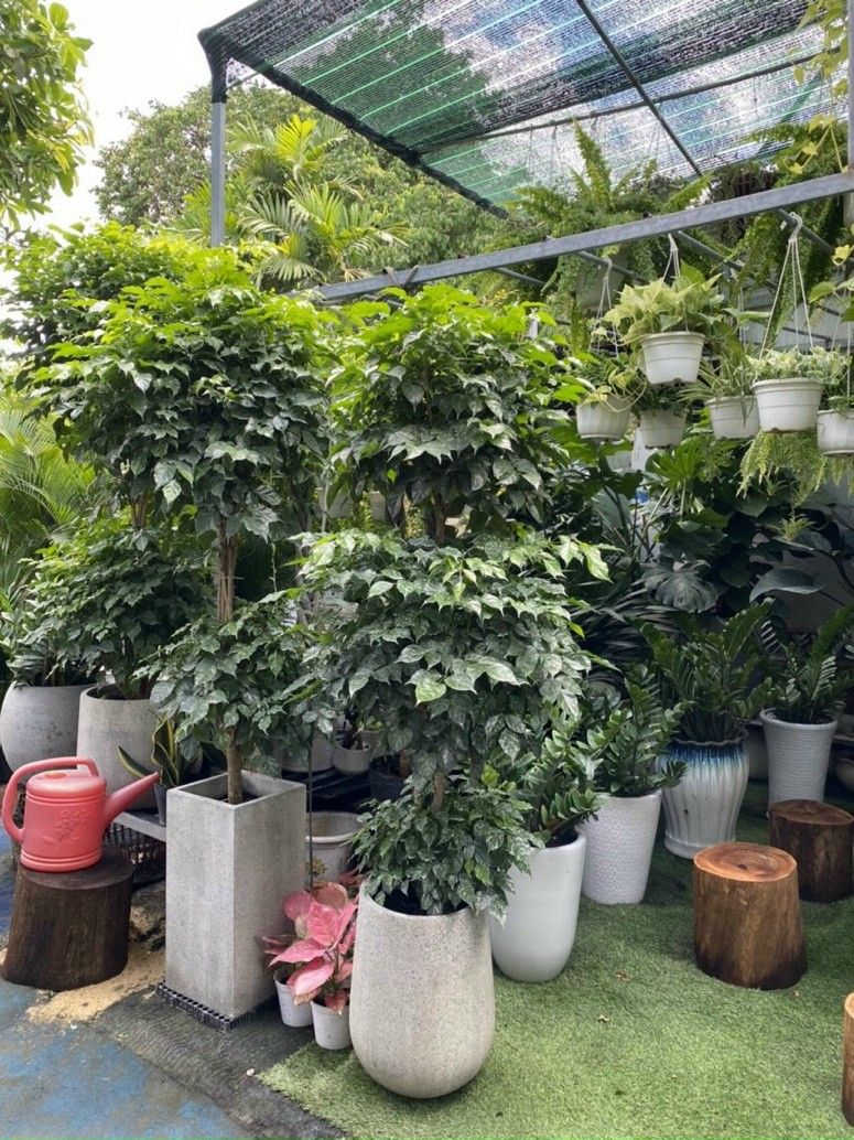 Cây hạnh phúc 2 tầng - Ảnh 3