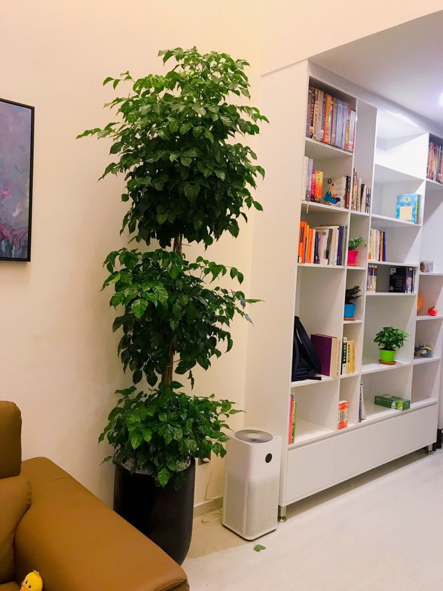 Cây hạnh phúc 2 tầng - Ảnh 2