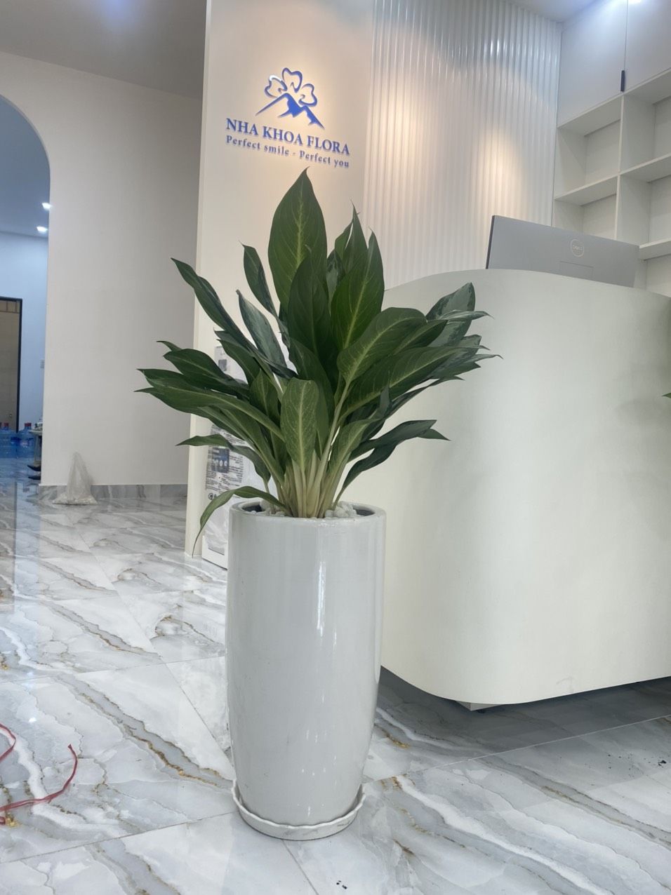 Cây Giữ Tiền - Ảnh 2