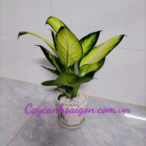 Cây Vạn Niên Thanh