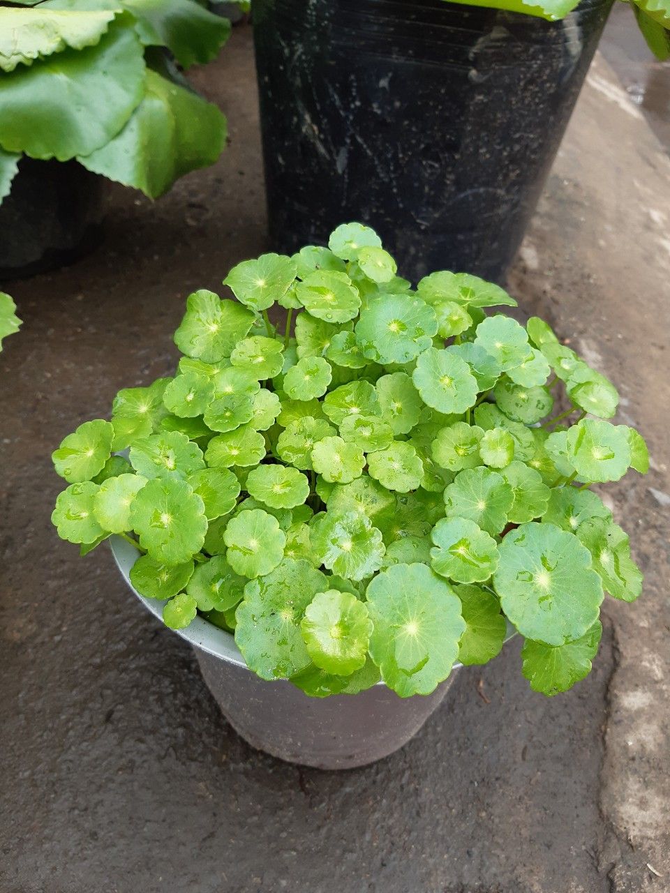 Cây Ra Má Nhật - Ảnh 2