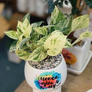 Cây Trầu Bà Cẩm Thạch