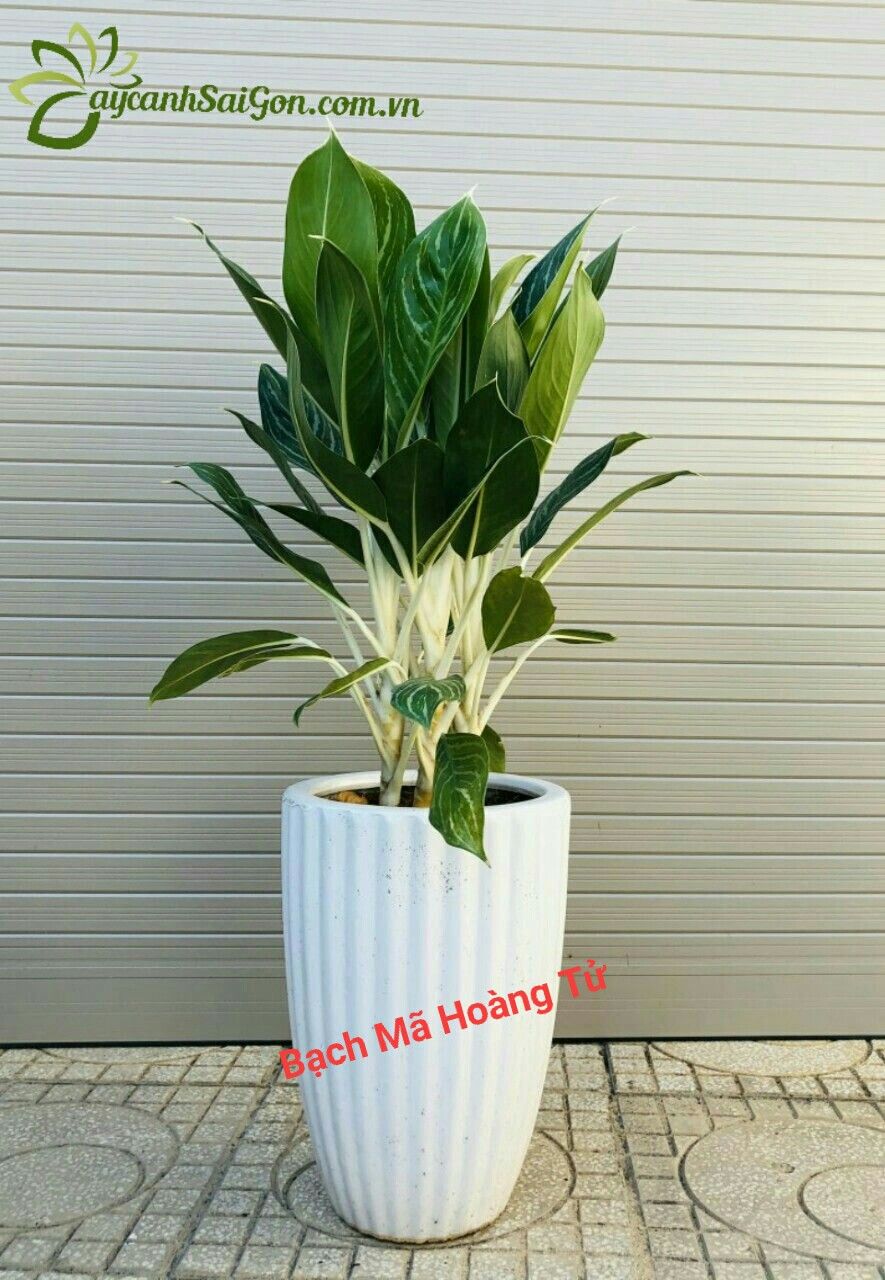 Cây Bạch Mã Hoàng Tử - Ảnh 5