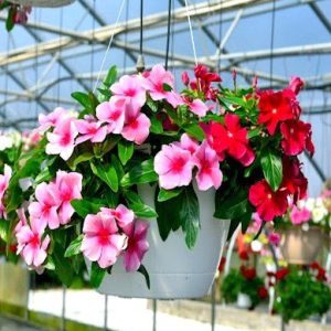 CÂY BÔNG DỪA CẠN