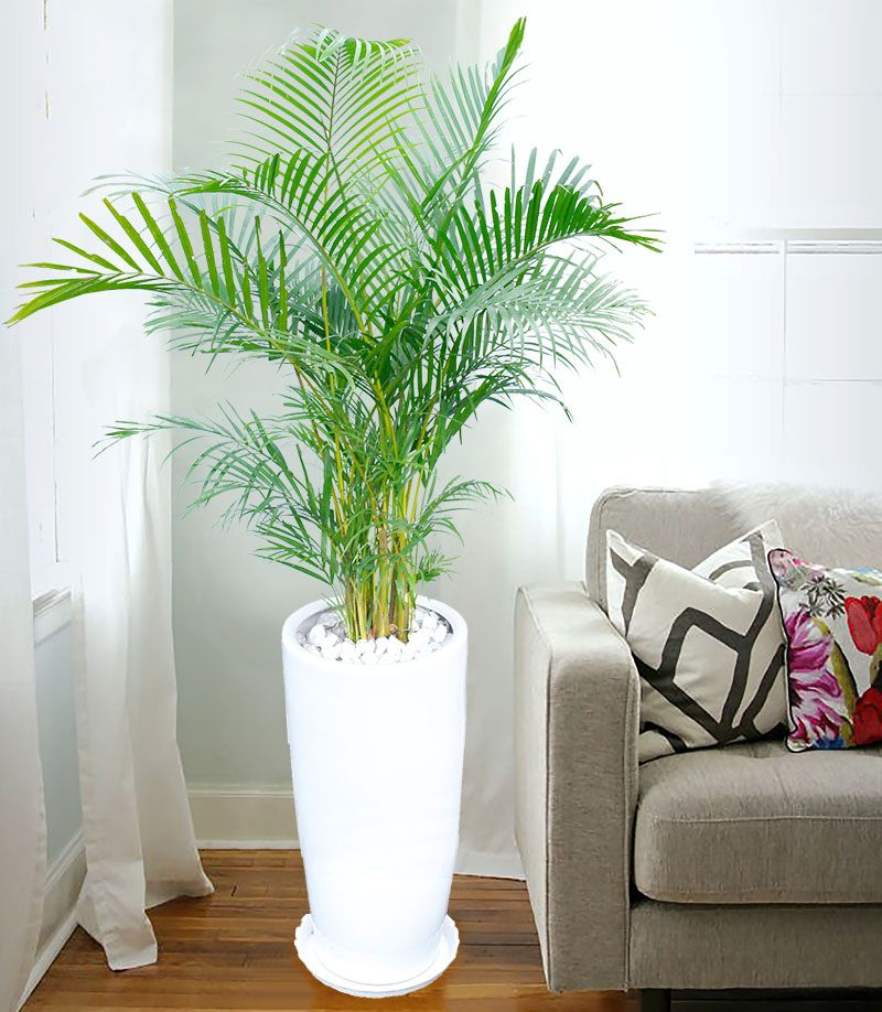 Cây Cau Vàng - Ảnh 3