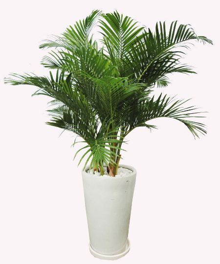 Cây Cau Vàng - Ảnh 2