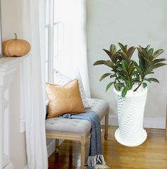 Cây Tróc bạc trong nước - Ảnh 2