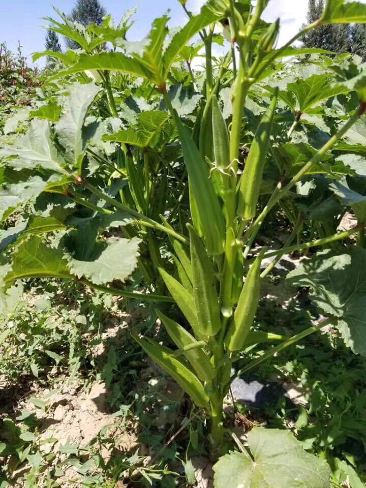 Cây Đậu Bắp - Ảnh 2