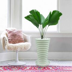 Cây Tróc bạc trong nước - Ảnh 5