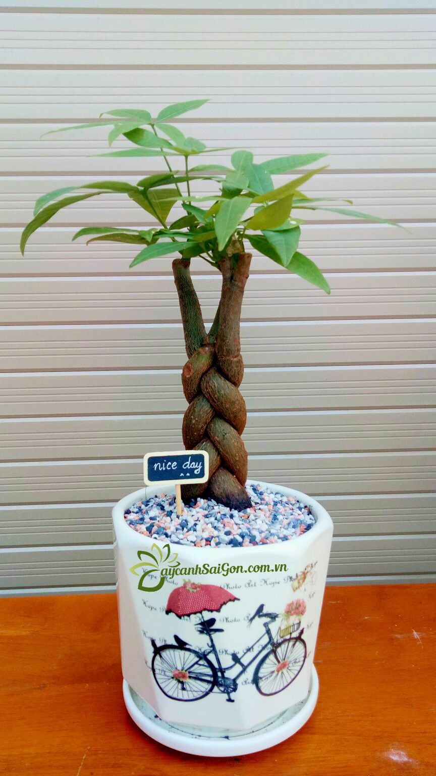 Cây Kim Ngân ( Để Bàn ) - Ảnh 2