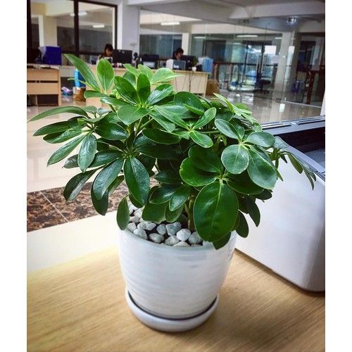 Cây Ngũ Gia Bì Để Bàn - Ảnh 3