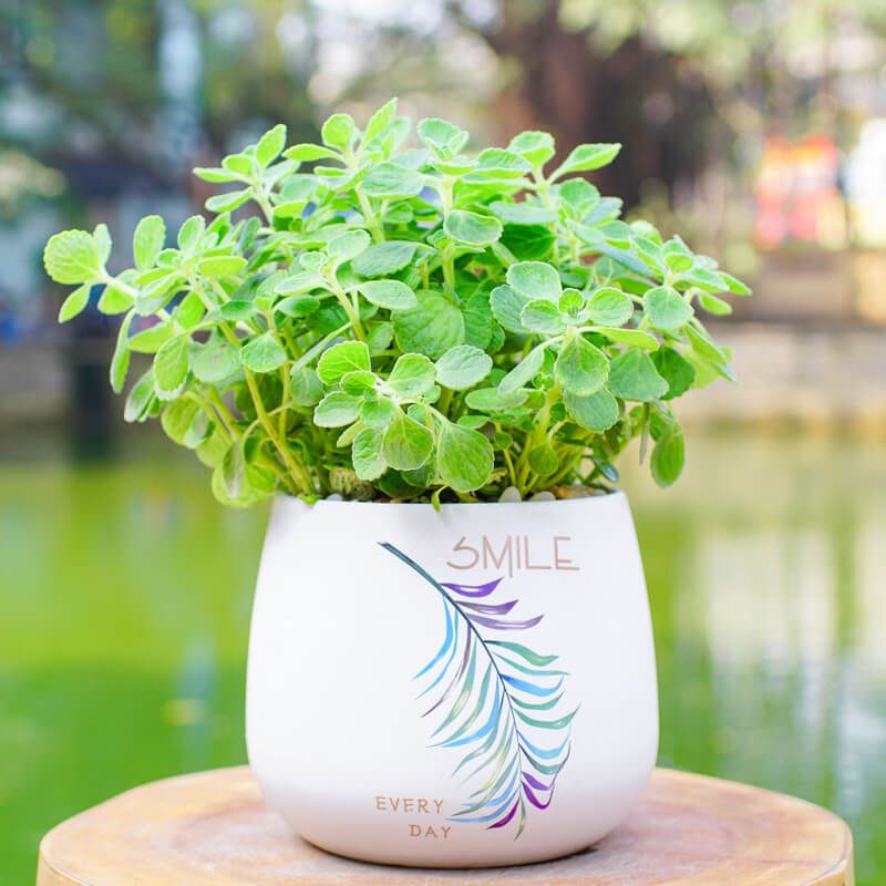 Cây Nhất Mạt Hương (Sen Thơm) - Ảnh 2