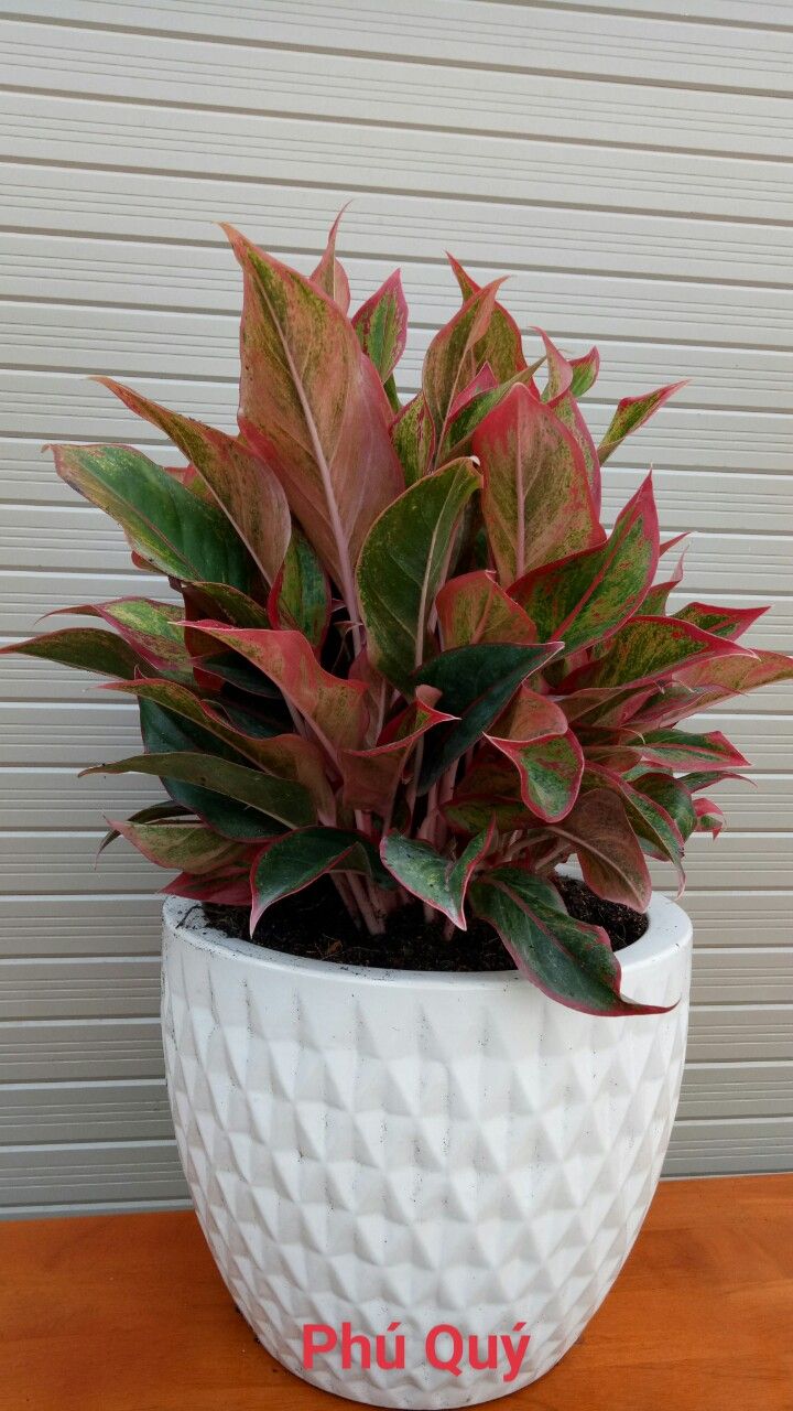 Cây Phú Quý - Ảnh 6