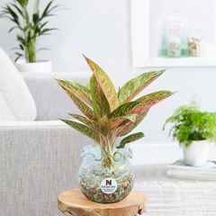 Cây Lan Ý trong nước