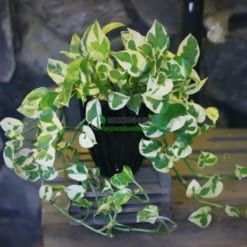 Cây Trầu Bà Cẩm Thạch - Ảnh 4