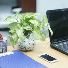 Cây Tróc bạc trong nước