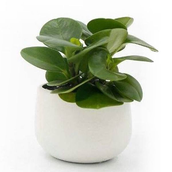 Cây Trường Sinh - Ảnh 2