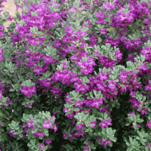 CÂY TUYẾT SƠN PHI HỒ