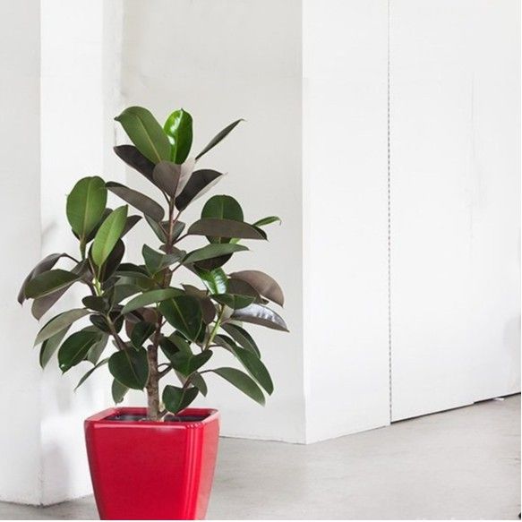 Cây Đa Búp Đỏ - Ảnh 4