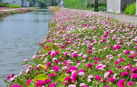 CÂY HOA MƯỜI GIỜ - Ảnh 4