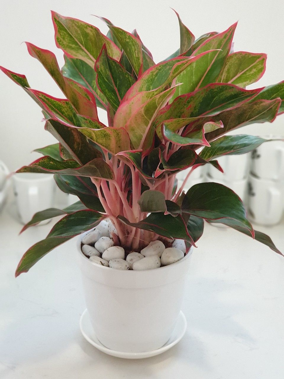 Cây Phú Quý - Ảnh 5