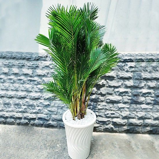 Cây Cau Vàng - Ảnh 4