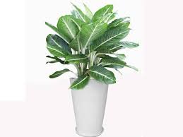 Cây Bạch Mã Hoàng Tử - Ảnh 3