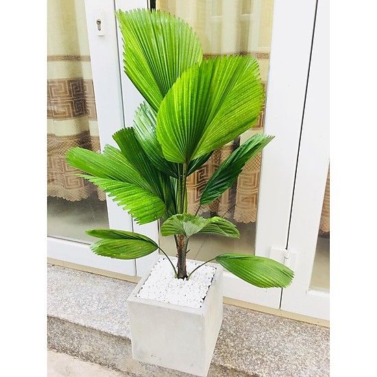 Cây Cọ Nhật - Ảnh 5