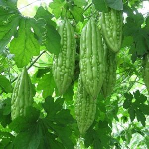 Hạt Giống Khổ Qua