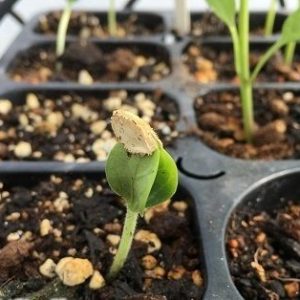 Hạt Giống Cây Khổ Qua