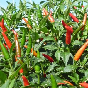 Hạt Giống Cây Ớt