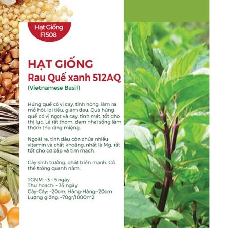 Hạt Giống Cây Húng Quế