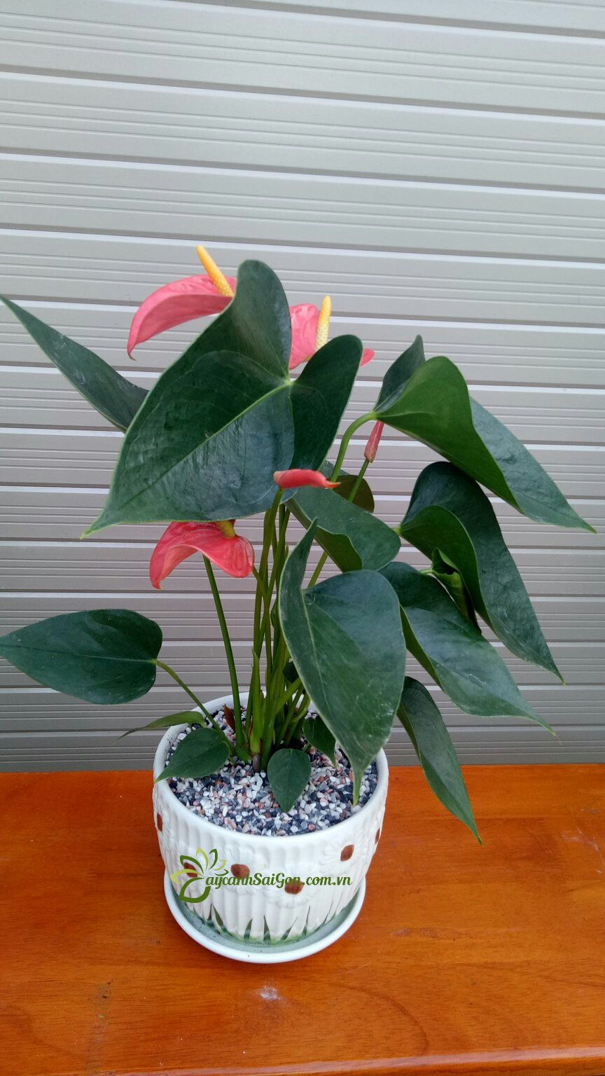 Cây Hồng Môn - Ảnh 3