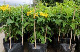 CÂY CHUÔNG VÀNG - Ảnh 5