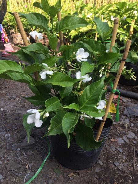 CÂY LÀI TÂY - Ảnh 2