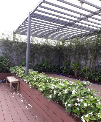 CÂY LÀI TÂY - Ảnh 3