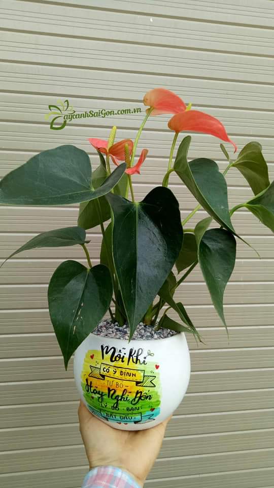 Cây Hồng Môn - Ảnh 2