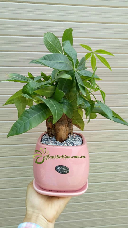 Cây Kim Ngân ( Để Bàn ) - Ảnh 4