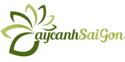 Cây cảnh Sài Gòn