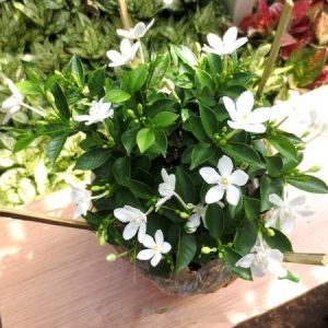 CÂY MAI CHỈ THIÊN