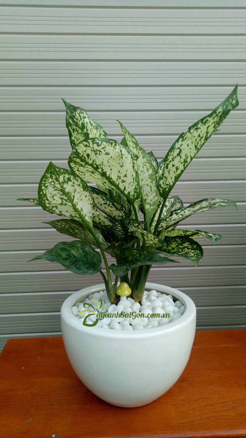 Cây Ngọc Ngân - Ảnh 3