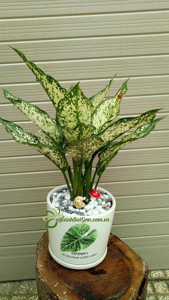 Cây Ngọc Ngân - Ảnh 2