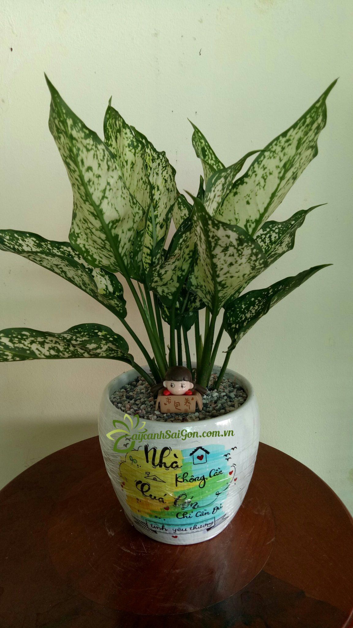 Cây Ngọc Ngân - Ảnh 4