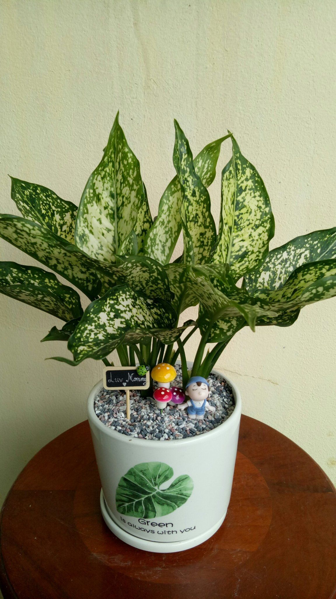 Cây Ngọc Ngân - Ảnh 5