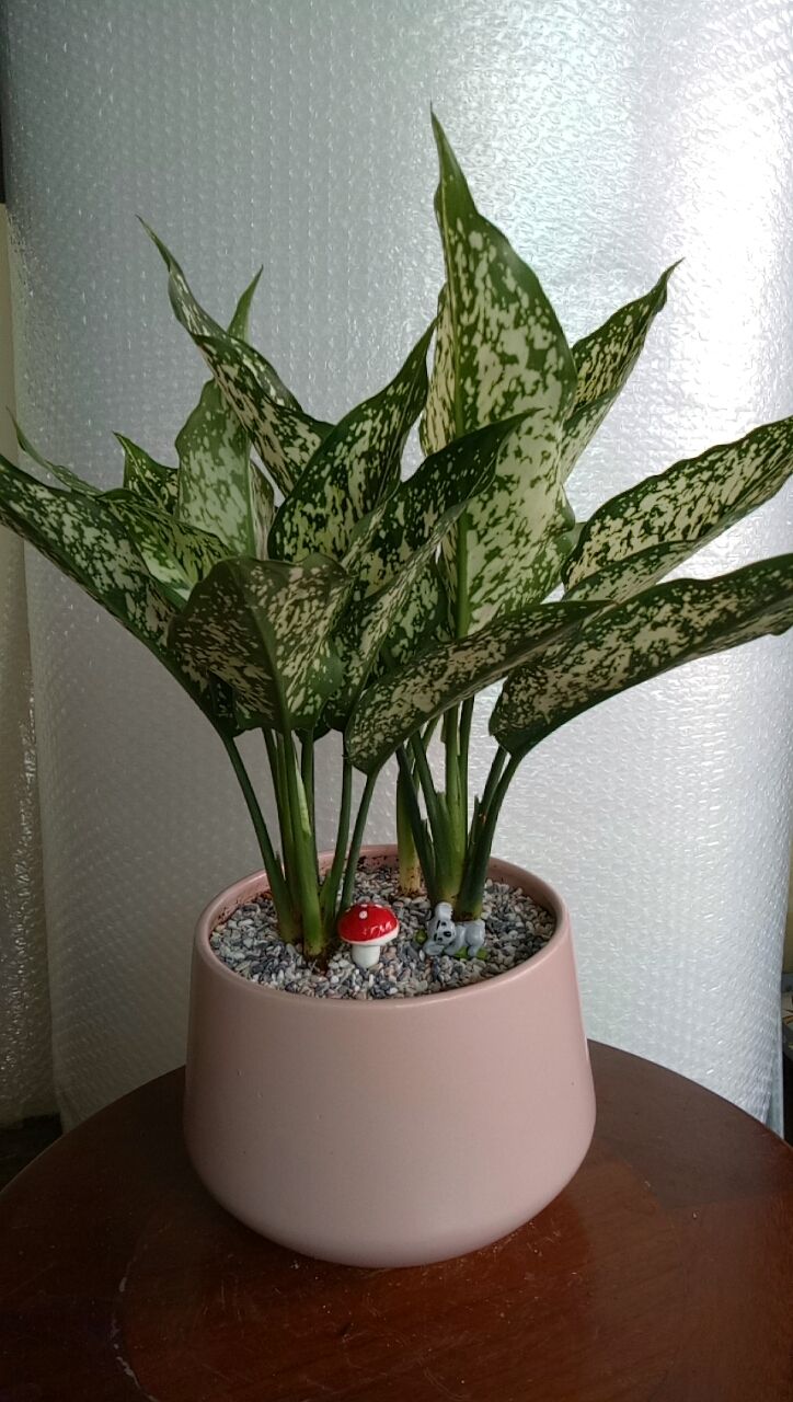 Cây Ngọc Ngân - Ảnh 6