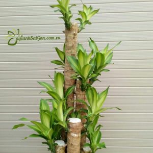 Cây Thiết Mộc Lan- Cây Phát Tài Khúc