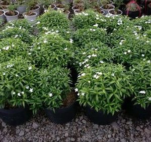 CÂY MAI TIỂU THƠ